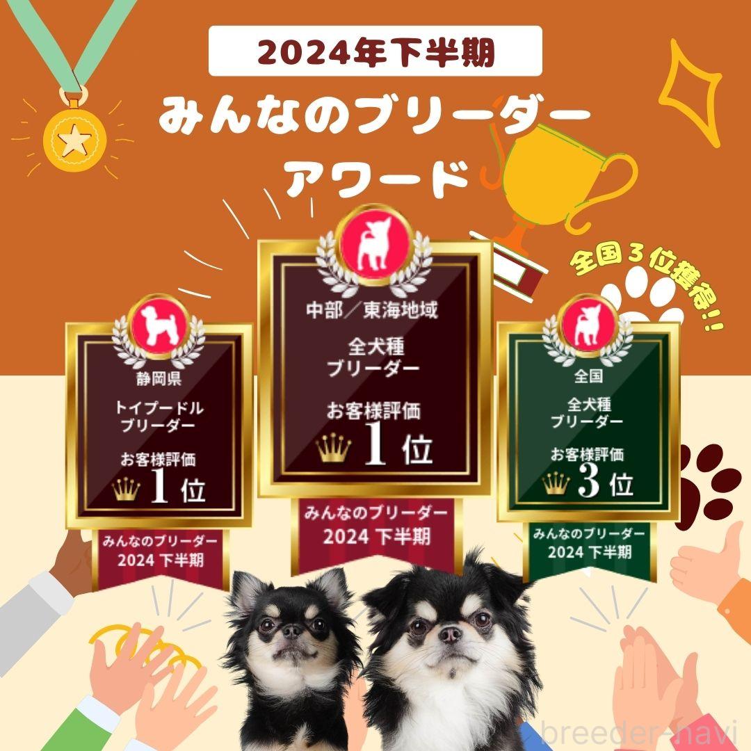 成約済の静岡県のミニチュアダックスフンド(ロングヘアード)-383005の7枚目